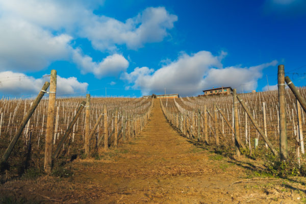 Vineyard in Piedmont, Italy